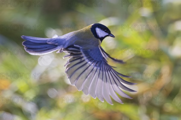 Great tit (Parus major), close-up, flying male with outstretched wings in the sun, Baden-Württemberg, Germany
