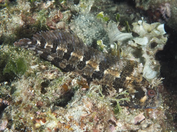 A camouflaged fish with brown patterns, Tompot blenny (Parablennius gattorugine), on a reef under water. Dive site Muzil, Stoja, Pula, Croatia, Mediterranean Sea