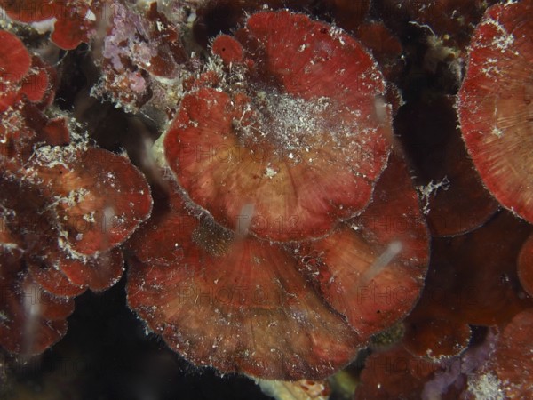 Red fungus-like structures, dark red scale leaf (Peyssonnelia squamaria), in the water. Dive site Muzil, Stoja, Pula, Croatia, Mediterranean Sea