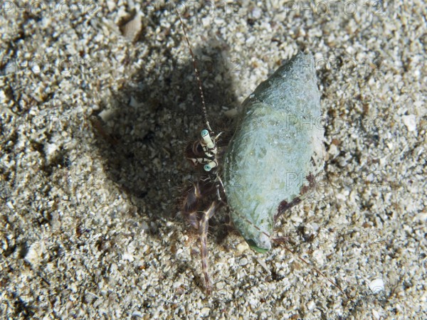 A Striped hermit crab (Pagurus anachoretus) on a sandy seabed. Dive site House Reef, Stoja, Pula, Croatia, Mediterranean Sea