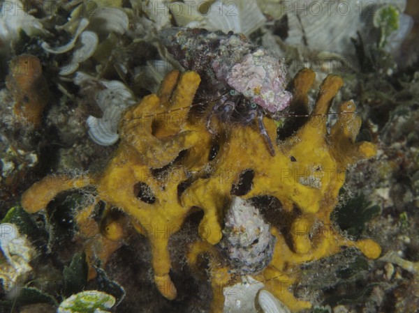 A Striped hermit crab (Pagurus anachoretus) on a yellow golden sponge (Aplysina aerophoba) in an underwater environment. Dive site House Reef, Stoja, Pula, Croatia, Mediterranean Sea