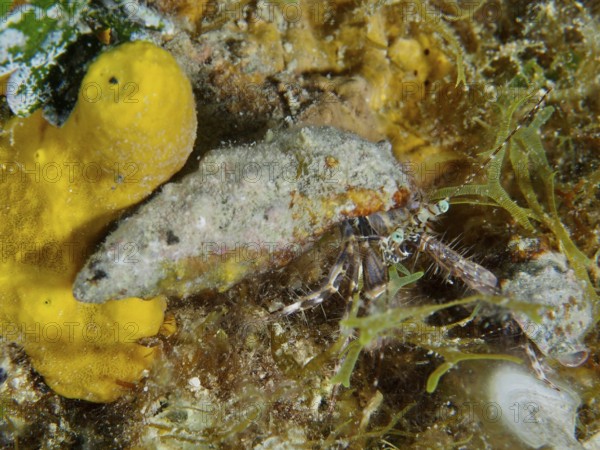 A Striped hermit crab (Pagurus anachoretus) sits next to a yellow golden sponge (Aplysina aerophoba) in the underwater world. Dive site House Reef, Stoja, Pula, Croatia, Mediterranean Sea
