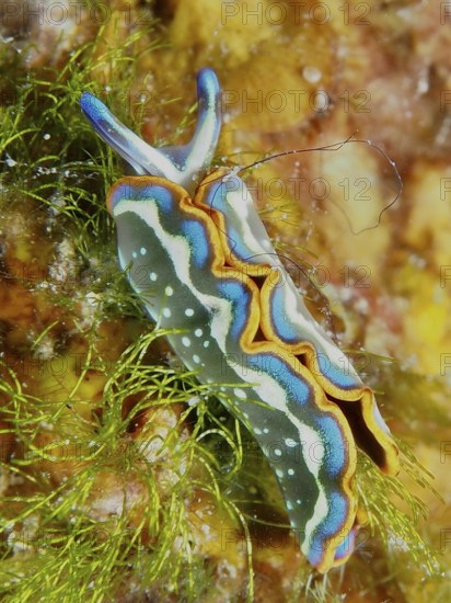 Colourful nudibranch, Hopes Elysia, sapsucker (Thuridilla hopei), on algae in the sea. Dive site Muzil, Stoja, Pula, Croatia, Mediterranean Sea
