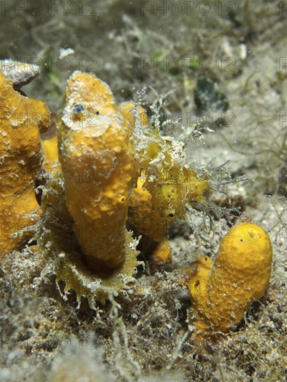A seahorse, Long-snouted seahorse (Hippocampus guttulatus), camouflages itself among the orange golden sponge (Aplysina aerophoba) . Dive site House Reef, Stoja, Pula, Croatia, Mediterranean Sea