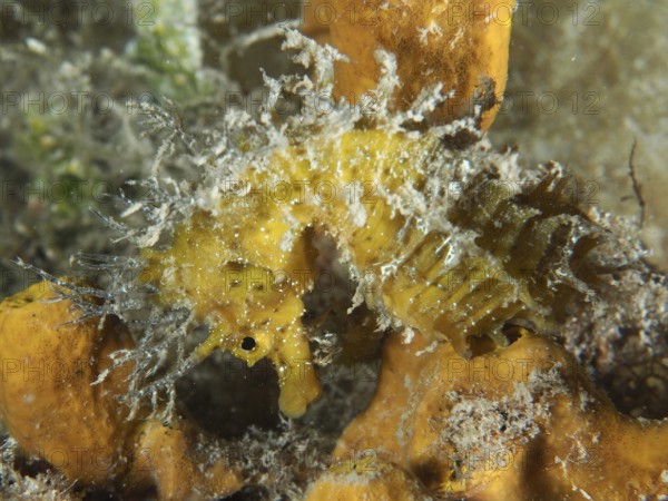 A yellow seahorse, Long-snouted seahorse (Hippocampus guttulatus), camouflaged between algae and golden sponge (Aplysina aerophoba) . Dive site House reef, Stoja, Pula, Croatia, Mediterranean Sea