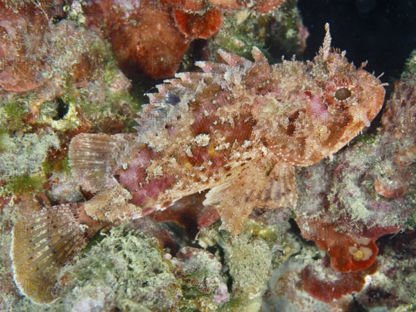 A small scorpionfish (Scorpaena notata) in camouflage colours rests between corals. Dive site House Reef, Stoja, Pula, Croatia, Mediterranean Sea