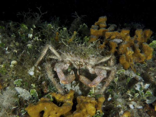 Camouflaged crab, little spider crab (Maja crispata), among algae and sponges, golden sponge (Aplysina aerophoba), on the seabed. Dive site House Reef, Stoja, Pula, Croatia, Mediterranean Sea
