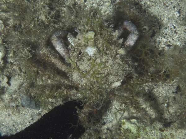 A well camouflaged crab, little spider crab (Maja crispata), with algae and sand on the seabed. Dive site House Reef, Stoja, Pula, Croatia, Mediterranean Sea