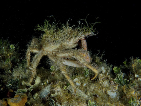 Spider crab, little spider crab (Maja crispata), at night on discovery on the seabed. Dive site House Reef, Stoja, Pula, Croatia, Mediterranean Sea