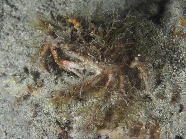 Spider crab, little spider crab (Maja crispata), hiding in the sand on the seabed. Dive site House Reef, Stoja, Pula, Croatia, Mediterranean Sea