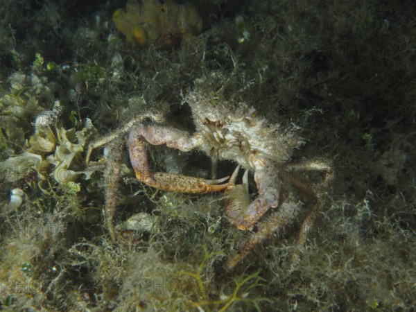 Spider crab, little spider crab (Maja crispata), crawls through the underwater world at night. Dive site House Reef, Stoja, Pula, Croatia, Mediterranean Sea