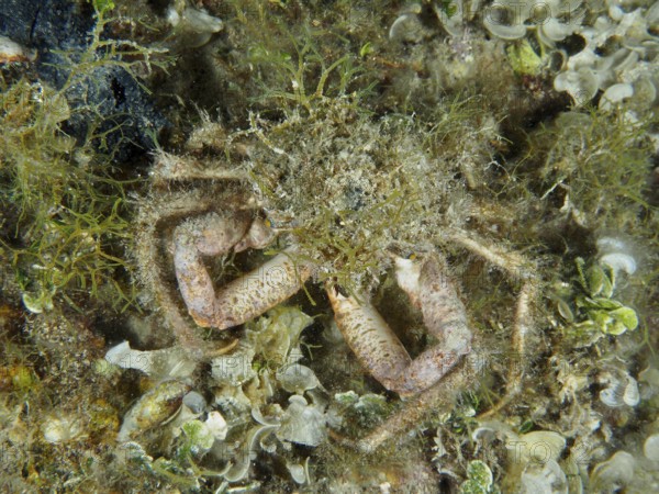Well camouflaged spider crab, little spider crab (Maja crispata), in a marine environment. Dive site House Reef, Stoja, Pula, Croatia, Mediterranean Sea