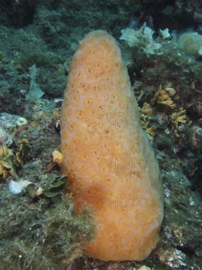 Large cone-shaped sea squirt (Aplidium conicum) in a marine habitat. Dive site Muzil, Stoja, Pula, Croatia, Mediterranean Sea