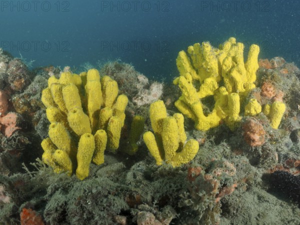 Two yellow, tubular sponges, golden sponge (Aplysina aerophoba, on a seabed under water. Dive site wreck Giuseppe Dezza, Pula, Croatia, Mediterranean Sea
