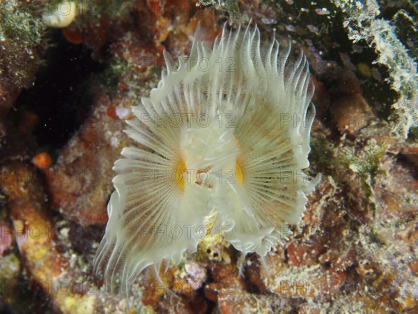 A Protula tubularia (Protula tubularia) with tentacles on a reef. Dive site House Reef, Stoja, Pula, Croatia, Mediterranean Sea