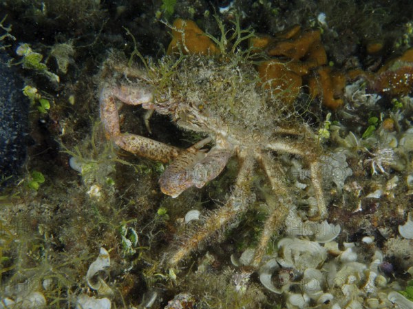 Spider crab, little spider crab (Maja crispata), camouflages itself with algae in the sea. Dive site House Reef, Stoja, Pula, Croatia, Mediterranean Sea