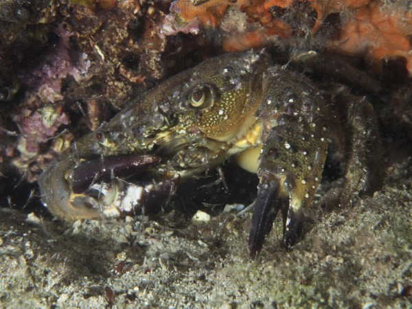 Warty Crab (Eriphia verrucosa) well camouflaged in a natural underwater habitat. Dive site House Reef, Stoja, Pula, Croatia, Mediterranean Sea