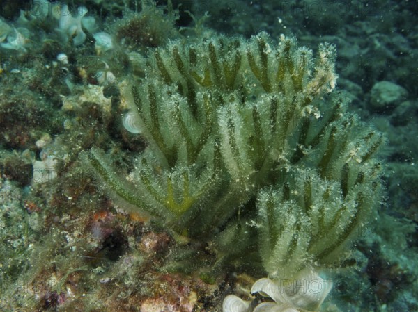 Green, bushy forked algae (Codium vermilara) grows on a sea floor covered with algae. Dive site Muzil, Stoja, Pula, Croatia, Mediterranean Sea
