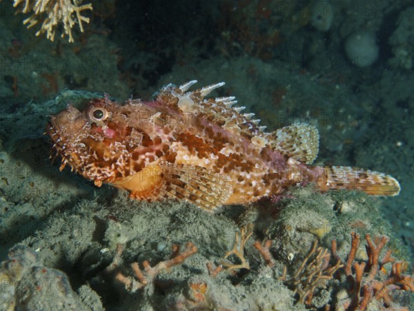 Well camouflaged red scorpionfish (Scorpaena scrofa) resting on the seabed. Dive site Fraskeric, Stoja, Pula, Croatia, Mediterranean Sea