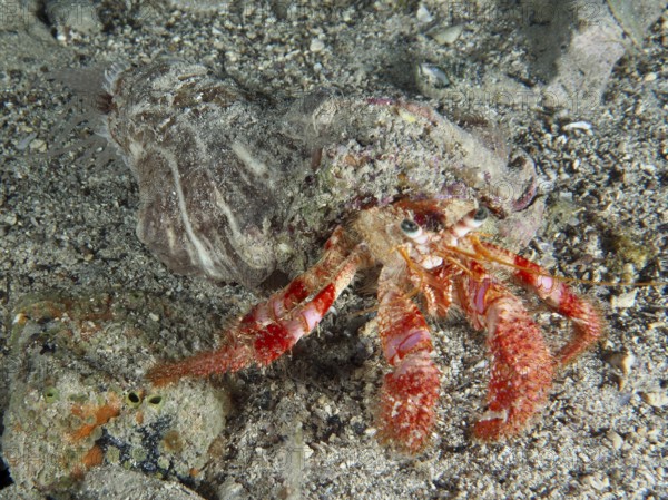 Red Hermit Crab (Dardanus calidus) crawling over sandy surface. Dive site House Reef, Stoja, Pula, Croatia, Mediterranean Sea