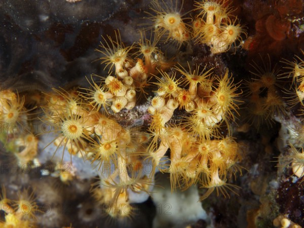 Lively yellow Yellow cluster anemone (Parazoanthus axinellae) with radiating tentacles on a rock face under water. Dive site Muzil, Stoja, Pula, Croatia, Mediterranean Sea