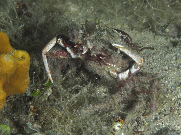 Crab, little spider crab (Maja crispata) camouflages itself with algae and sand, on the seabed. Dive site house reef, Stoja, Pula, Croatia, Mediterranean Sea