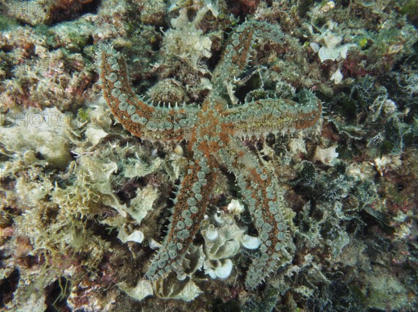 Colourful sea star, ice star (Marthasterias glacialis), on a bed of algae in a diverse underwater landscape. Dive site House Reef, Stoja, Pula, Croatia, Mediterranean Sea