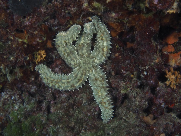 Sea star, ice star (Marthasterias glacialis), clinging to a colourful underwater wall in the middle of a reef. Dive site Fraskeric, Stoja, Pula, Croatia, Mediterranean Sea