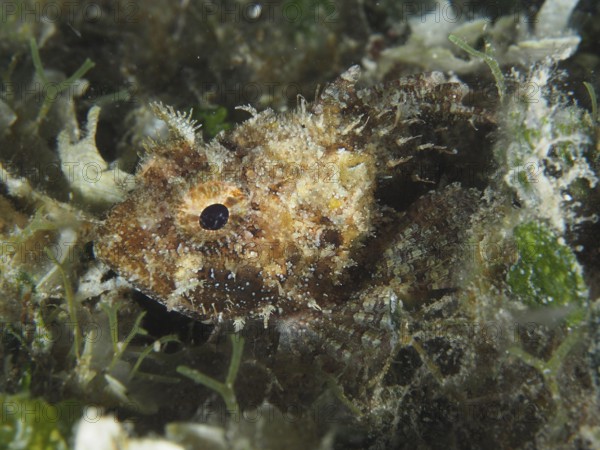 Hidden fish, Black scorpionfish (Scorpaena porcus), in the dense algae growth on the seabed, difficult to recognise. Dive site House reef, Stoja, Pula, Croatia, Mediterranean Sea