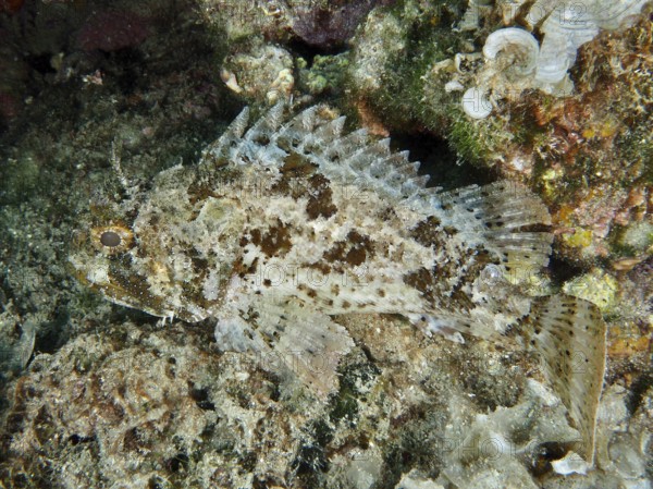 Well camouflaged fish, Black scorpionfish (Scorpaena porcus), on an algae-covered seabed. Dive site Muzil, Stoja, Pula, Croatia, Mediterranean Sea
