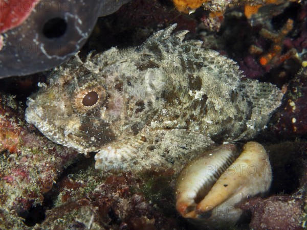Camouflaged fish, Black scorpionfish (Scorpaena porcus), resting on a rocky substrate next to a shell in the sea. Dive site Fraskeric, Stoja, Pula, Croatia, Mediterranean Sea