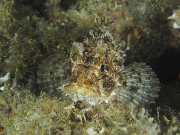 Camouflaged fish, Black scorpionfish (Scorpaena porcus), on the seabed between algae and rocks in a natural environment. Dive site House reef, Stoja, Pula, Croatia, Mediterranean Sea