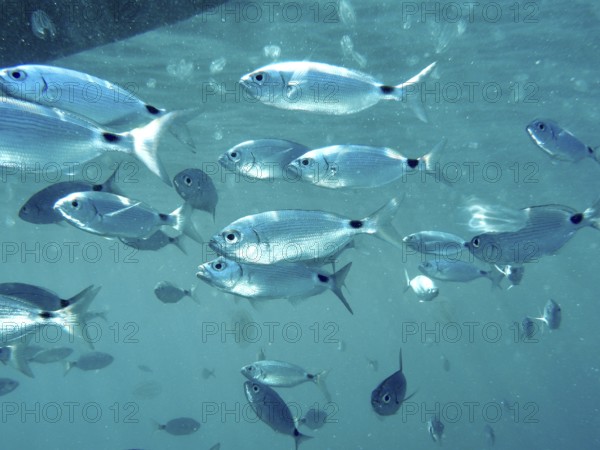 Shoal of sea bream (Oblada melanura) and sea walnuts in blue water under the sea surface. Dive site Muzil, Stoja, Pula, Croatia, Mediterranean Sea