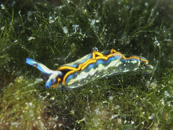 Colourful nudibranch, Hopes Elysia, sapsucker (Thuridilla hopei), crawls through seagrass landscape. Dive site Muzil, Stoja, Pula, Croatia, Mediterranean Sea