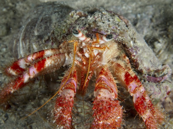Detailed close-up of Red Hermit Crab (Dardanus calidus) on seabed. Dive site House Reef, Stoja, Pula, Croatia, Mediterranean Sea