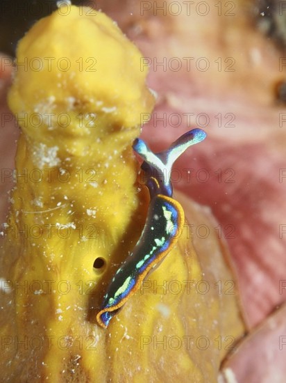 Colourful nudibranch, Hopes Elysia, sapsucker (Thuridilla hopei), on a yellow golden sponge (Aplysina aerophoba) . Dive site Muzil, Stoja, Pula, Croatia, Mediterranean Sea