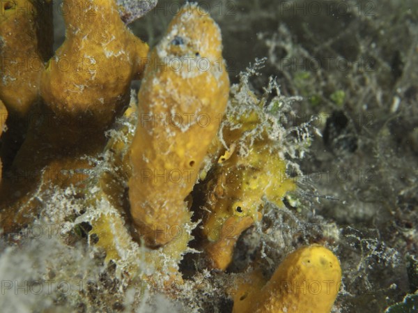 A small seahorse, Long-snouted seahorse (Hippocampus guttulatus), hides with orange golden sponge (Aplysina aerophoba) . Dive site House reef, Stoja, Pula, Croatia, Mediterranean Sea