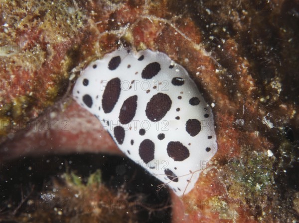 A white spotted sea snail, leopard snail (Discodoris atromaculata), on a sea sponge. Dive site House Reef, Stoja, Pula, Croatia, Mediterranean Sea