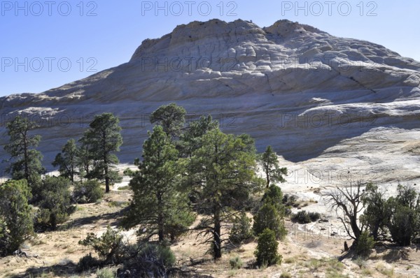 Rock formation with trees in the foreground in a dry landscape, Grand Staircase Escalante National Monument, Utah, USA