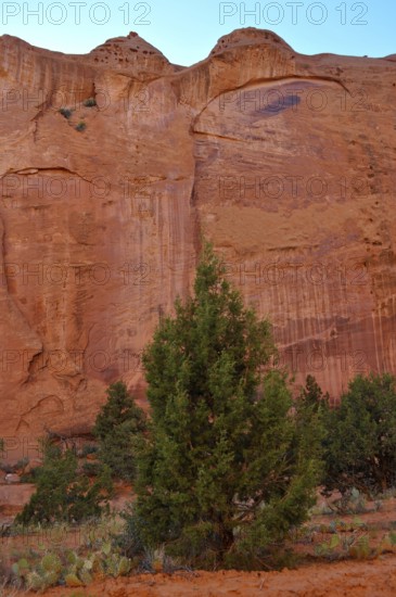 A green tree stands in front of tall red rocks, the vegetation accentuates the barren desert environment, strong contrast, Grand Staircase Escalante National Monument, Utah, USA