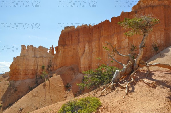 Distinctive red rocks and a twisted tree under clear skies, Bryce Canyon National Park, Utah, USA