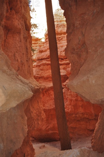 Single tree trunk in a narrow red canyon canyon, Bryce Canyon National Park, Utah, USA