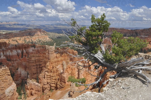 Scenic landscape with red rocks and a poor tree under a cloudy sky, Bryce Canyon National Park, Utah, USA