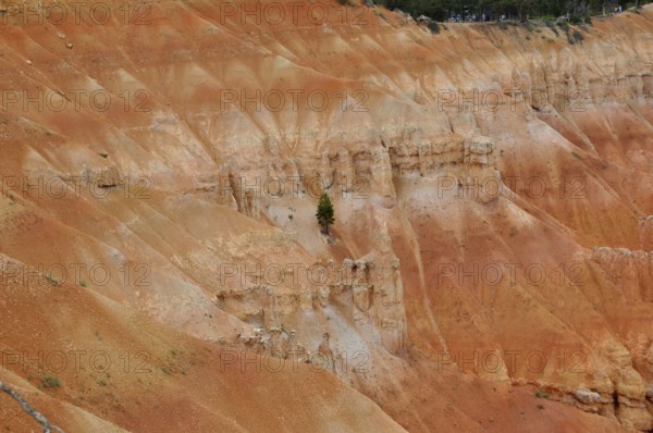 Orange rock with individual plants on a rocky edge, Bryce Canyon National Park, Utah, USA