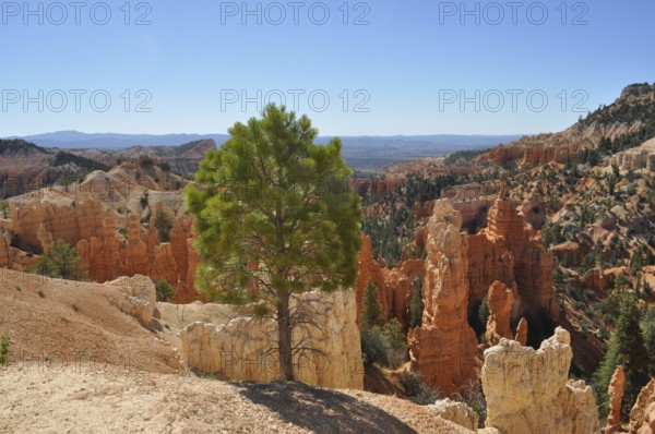 Single tree standing in front of an impressive rocky backdrop in a canyon landscape, Bryce Canyon National Park, Utah, USA