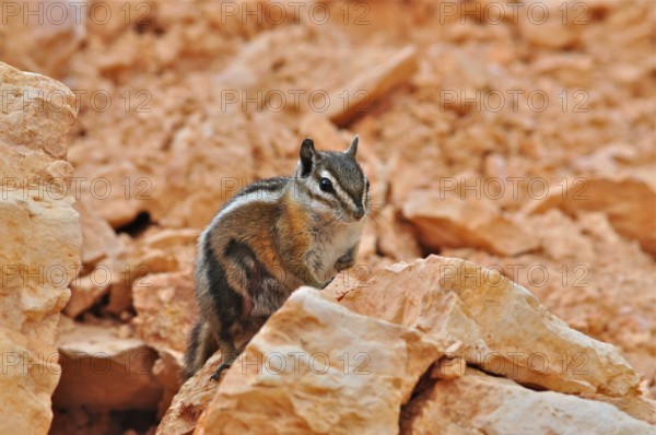 A chipmunk, Uinta chipmunk (Tamias umbrinus), sits vigilantly on an orange-coloured rock, Bryce Canyon National Park, Utah, USA