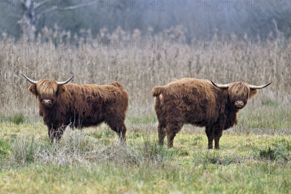 Two Highland cattle (Bos taurus), adult standing in a meadow, Reussspitz nature reserve, Maschwanden, Canton of Zurich, Switzerland