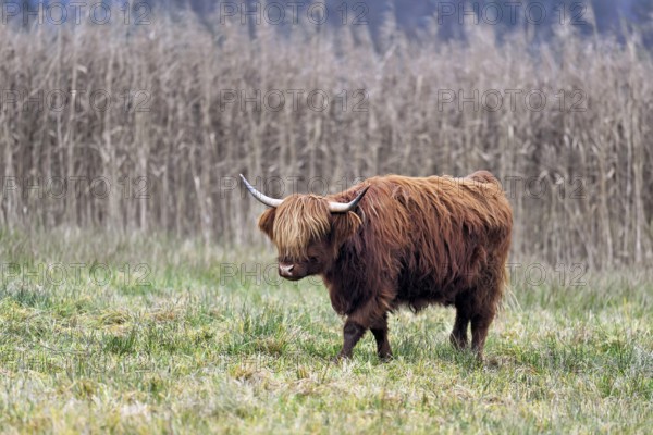 Highland cattle (Bos taurus), adult animal standing in a meadow, Reussspitz nature reserve, Maschwanden, Canton of Zurich, Switzerland