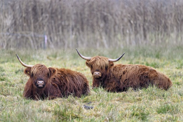 Two Highland cattle (Bos taurus), adults sitting in a meadow, Reussspitz nature reserve, Maschwanden, Canton Zurich, Switzerland