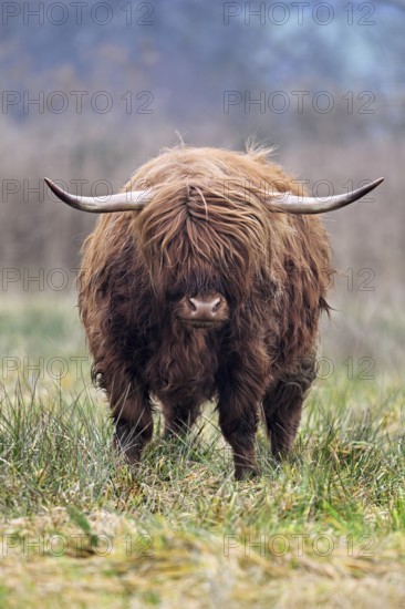 Highland cattle (Bos taurus), adult animal standing in a meadow, Reussspitz nature reserve, Maschwanden, Canton of Zurich, Switzerland